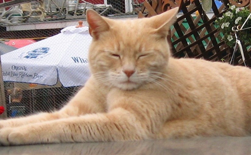 The Story Of A Cat Who Was The Official Mayor of A Town for 20&nbsp;years